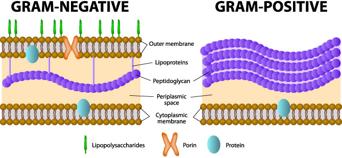 gram positive bacteria