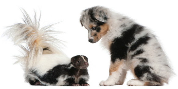 skunk and dog