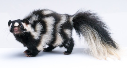 skunk cute